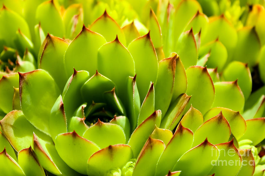 Succulent Photograph by Colleen Kammerer
