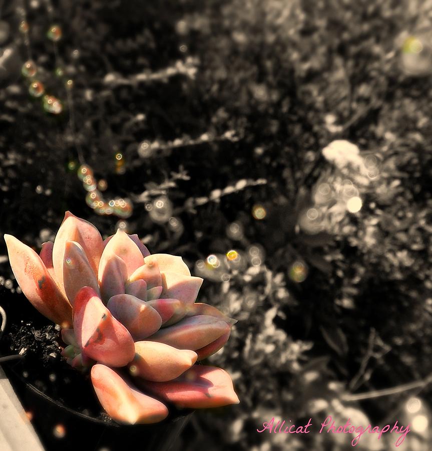 Flowers Still Life Photograph - Succulent Dew by Allicat Photography