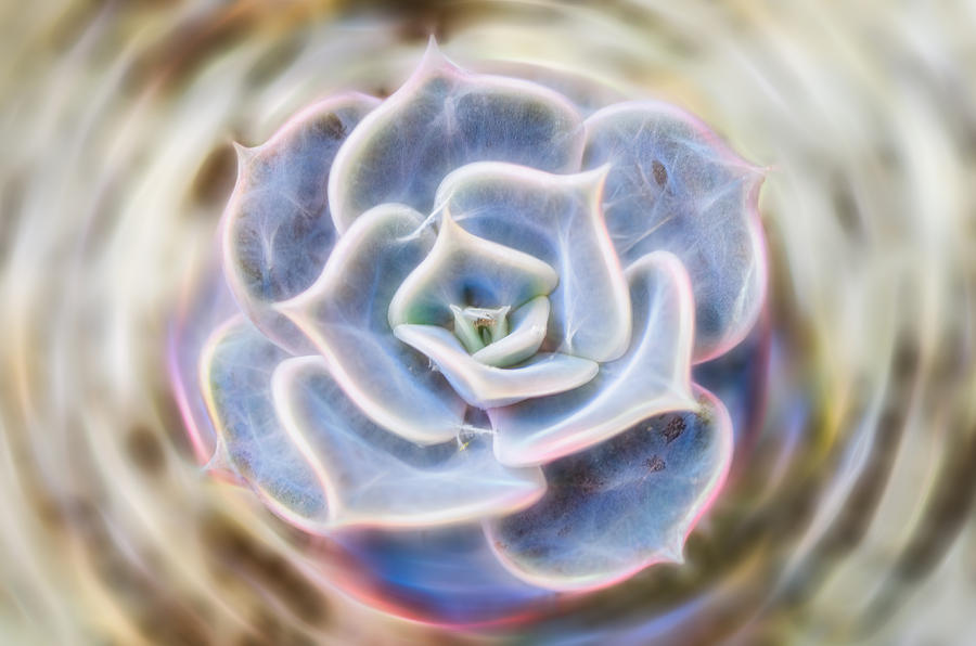 Succulent Glow Photograph by Beth Sawickie