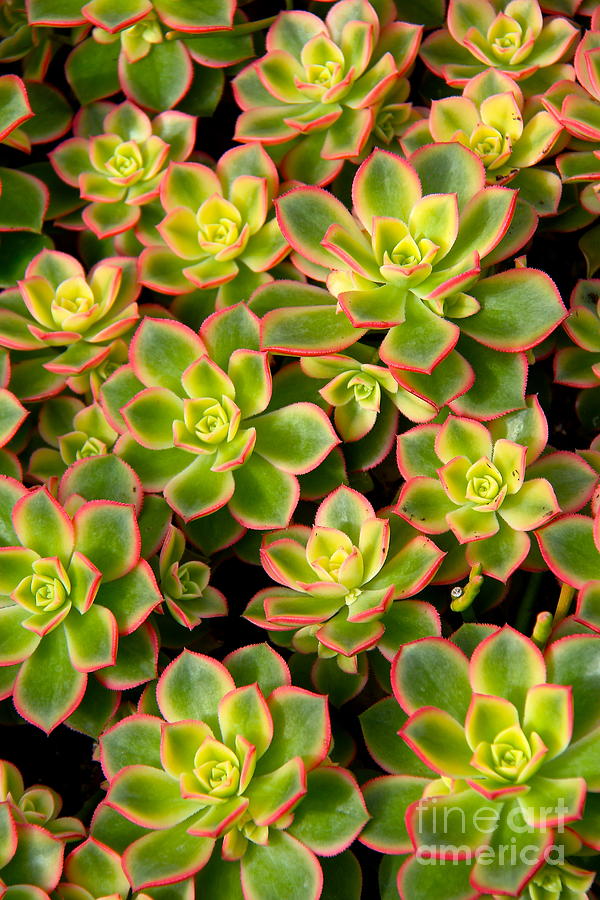 Succulent Glow Photograph by Suzanne Oesterling