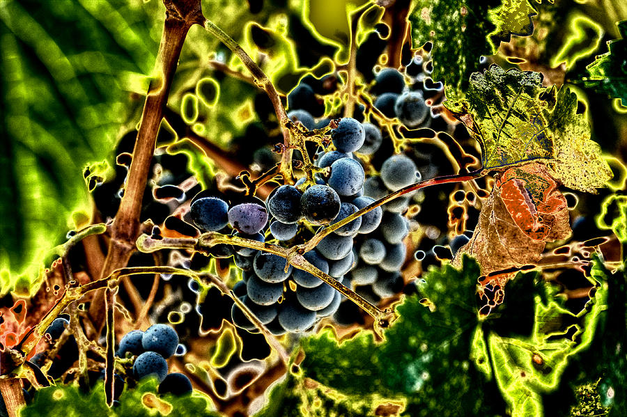 Succulent Grapes Photograph by David Patterson