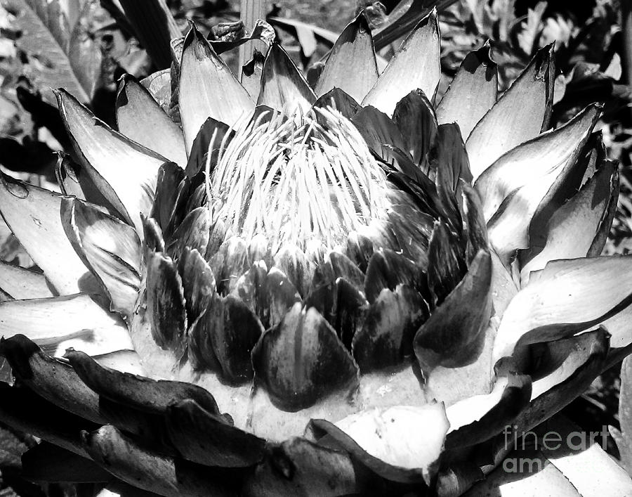 Succulent II Photograph by Robert Yaeger - Fine Art America