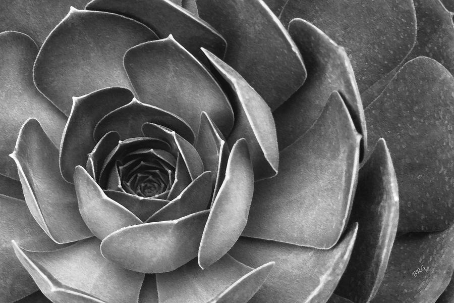 Black And White Photograph - Succulent In Black And White by Ben and Raisa Gertsberg