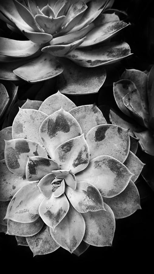 Succulent in Black and White  Photograph by Kelly Hazel