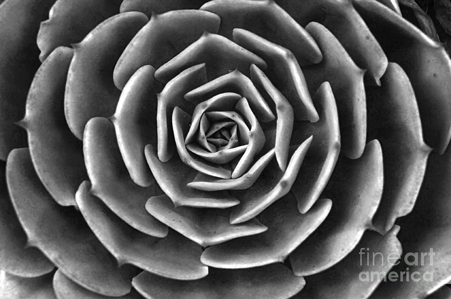 Nature Photograph - Succulent In Black and White by Raphael Bruckner