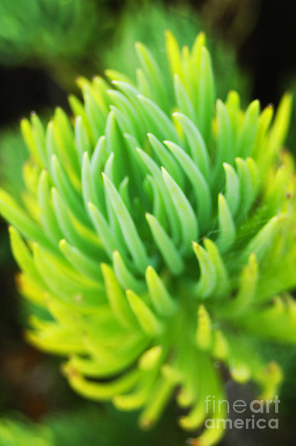 Nature Photograph - Succulent in Color by Raphael Bruckner