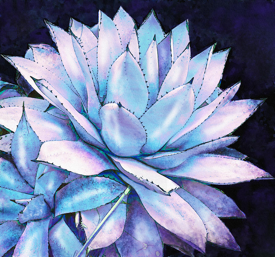 Succulent In Blue And Purple Digital Art by Jane Schnetlage