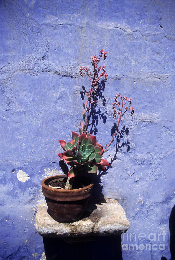 Succulent Blue Photograph by James Brunker
