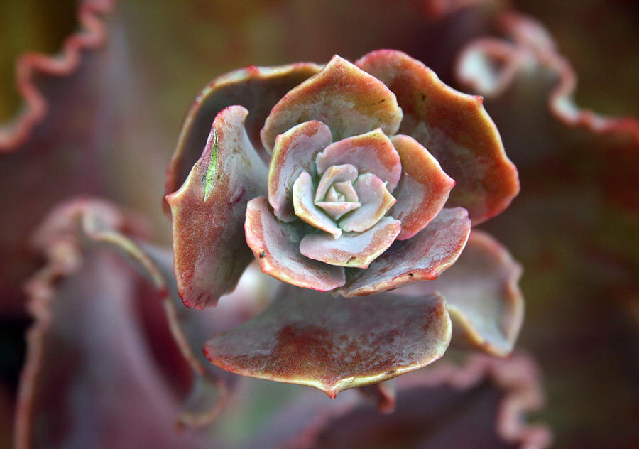 Flowers Still Life Photograph - Succulent by Laurie Poetschke