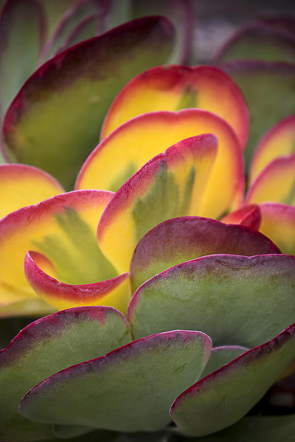 Nature Photograph - Succulent light by Garry Gay