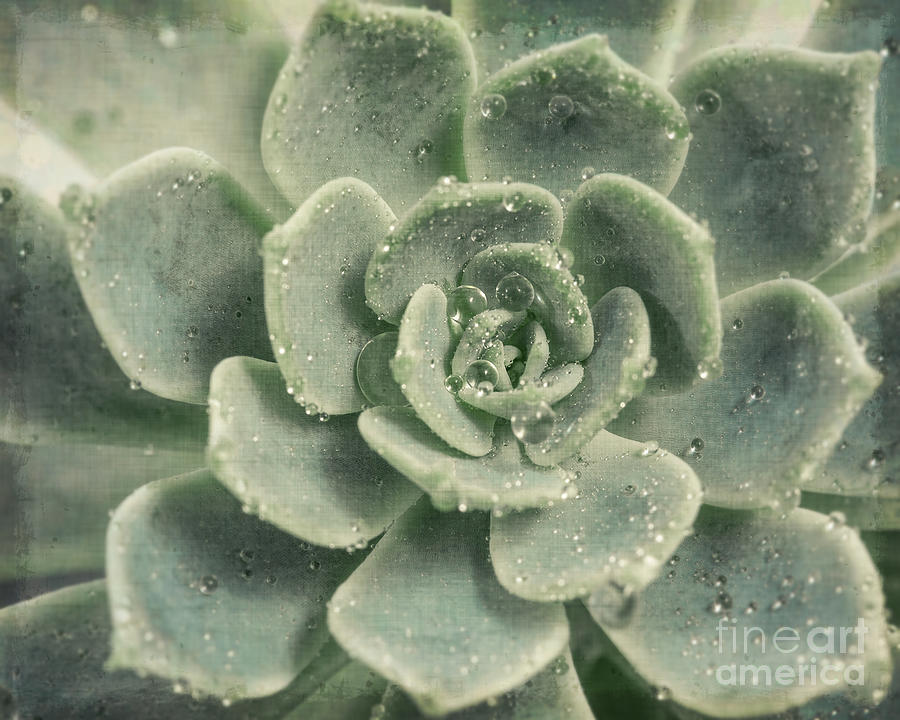 Succulent Photograph - Succulent by Lucid Mood