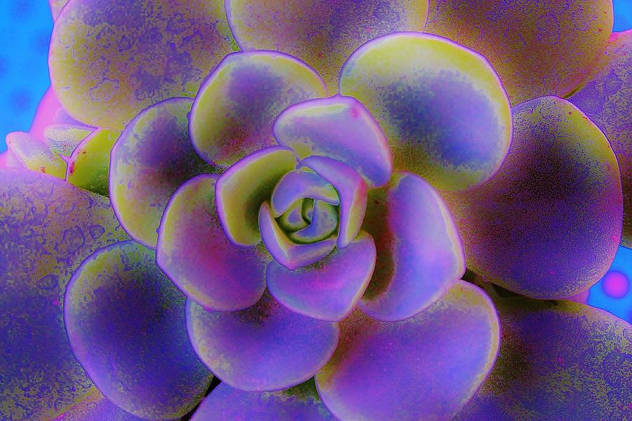Succulent Photograph by Marcia Breznay