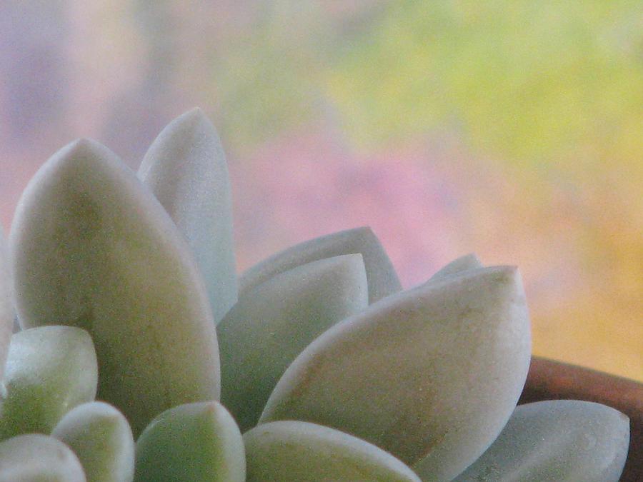 Succulent On The Windowsill Photograph by Angela Davies