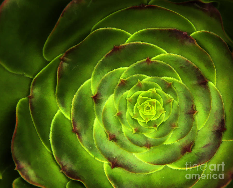 Succulent Pattern Photograph by Clare VanderVeen