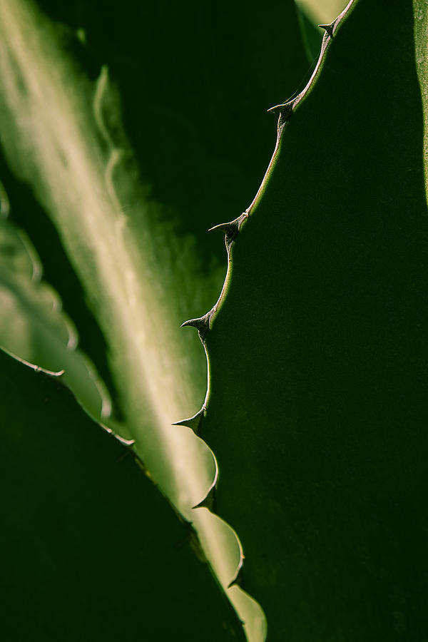 Garden Photograph - Succulent Plant by Garry Gay