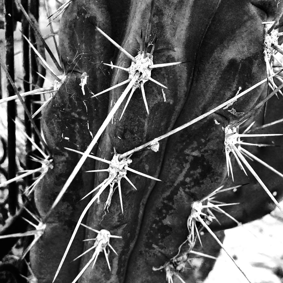 Desert Photograph - Succulent Plant In Black And White 2nd by Southern Tradition