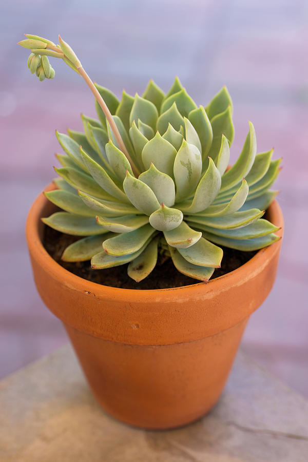 Succulent Plant In Clay Pot Photograph by Dlerick