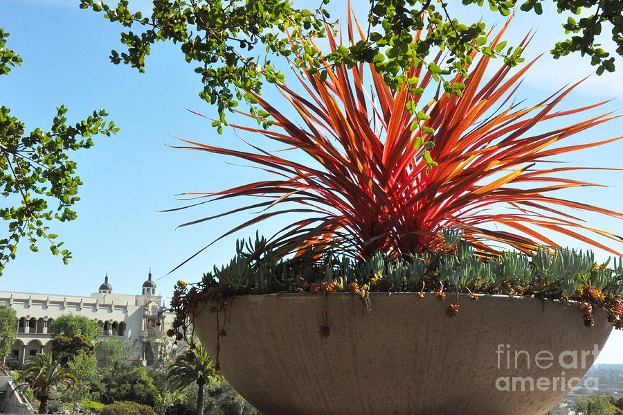 Succulent Planter on University of San Diego Campus  2 Photograph by Tatyana Searcy