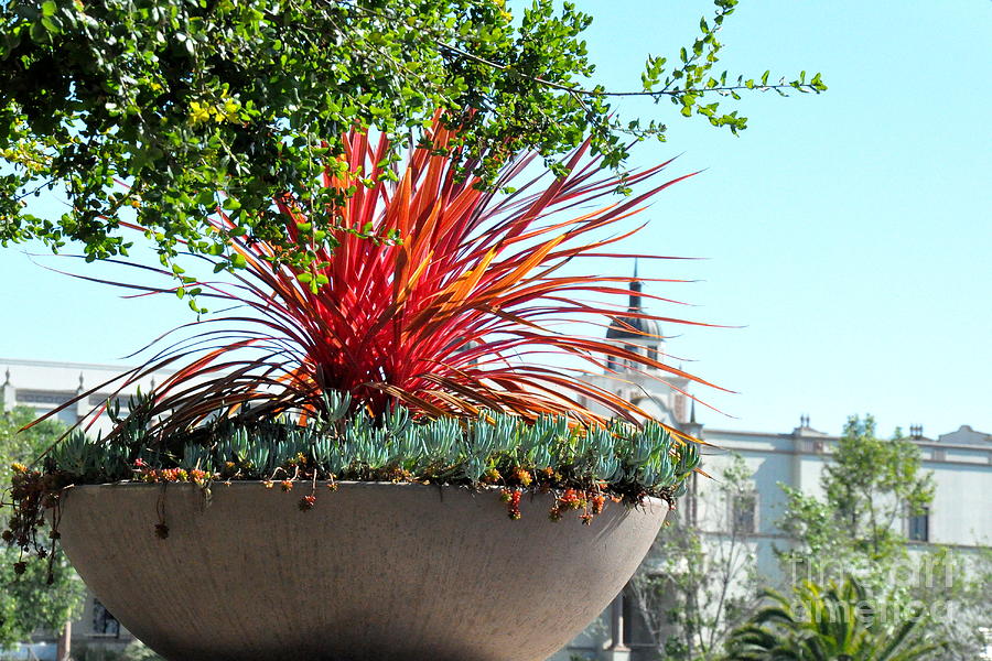 Succulent Planter on University of San Diego Campus Photograph by Tatyana Searcy
