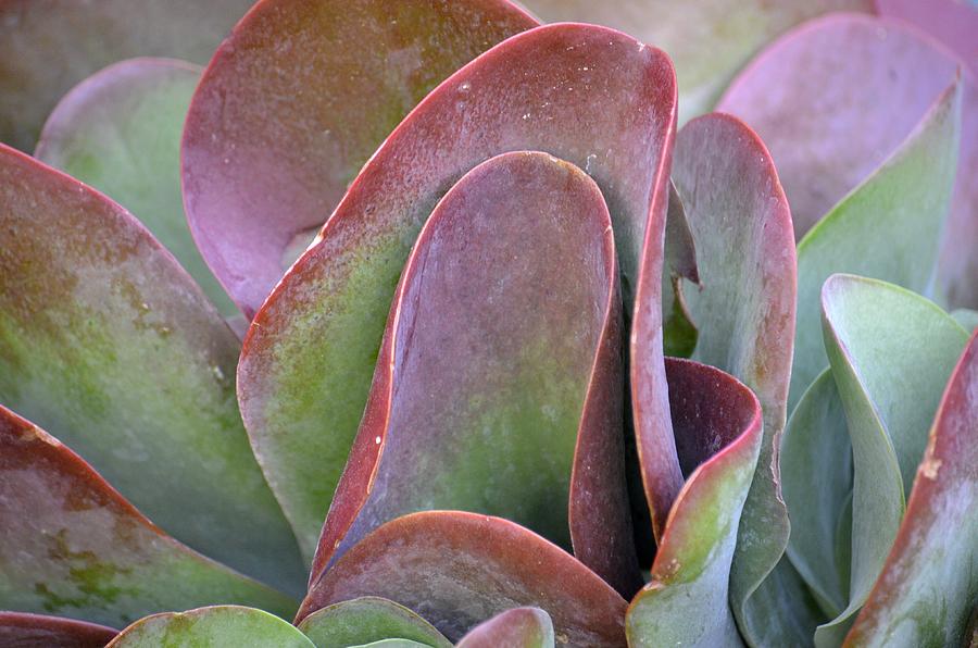 Succulent Red Abstract Photograph by Maria Urso