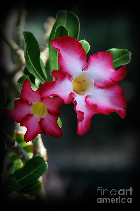 Succulent Red Bloom Photograph by Sarah Schroder