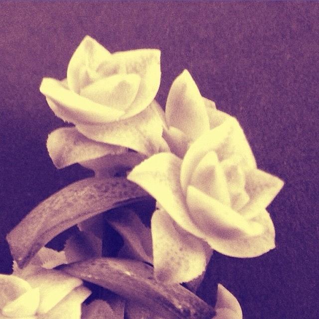 Succulent Photograph - #succulent #rosettes by Mysti Jade