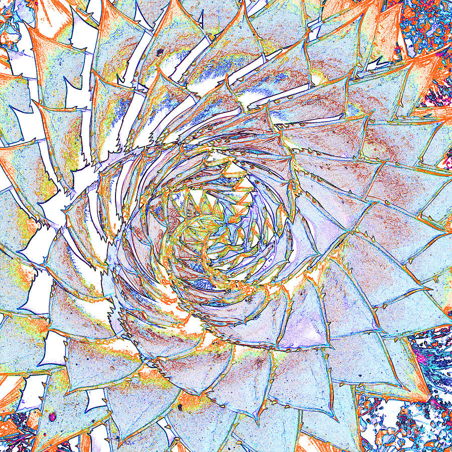 Cactus spiral No.1 Photograph by Tony Mills