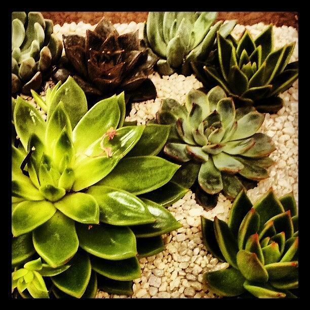 Succulent Photograph by Stan Homato Succulent Photograph by Stan Homato
