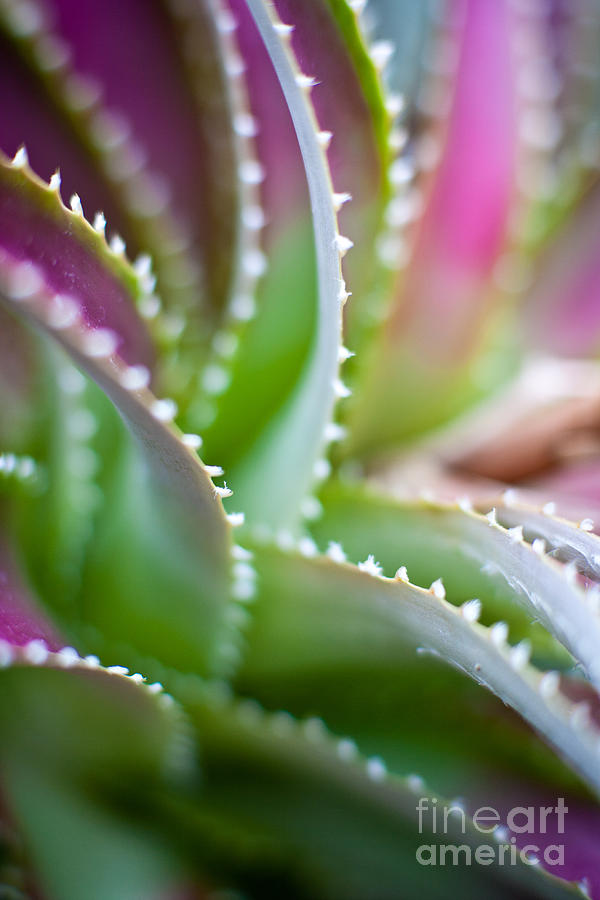 Succulent Swirls Photograph by Mike Reid