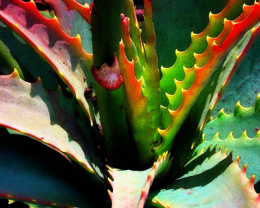 Succulent Photograph by Timothy Bulone