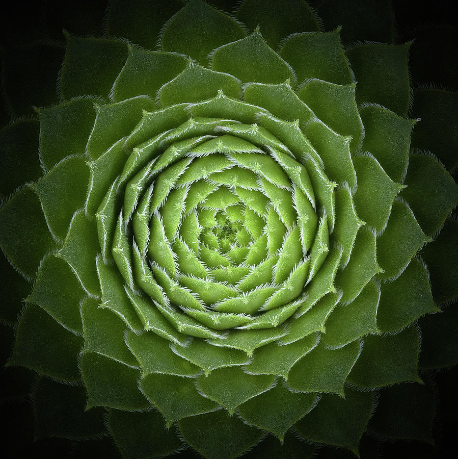 Green Photograph - Succulent by Victor Mozqueda