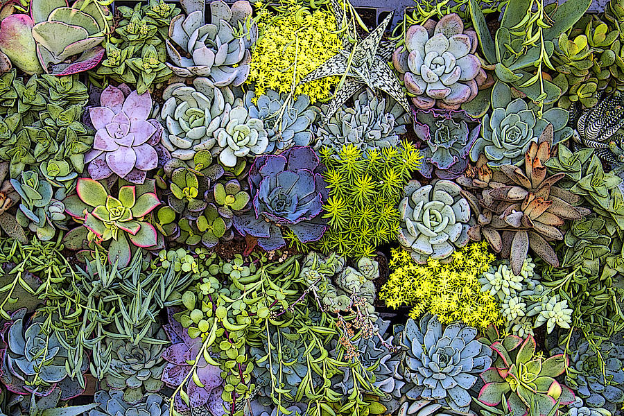 Succulent Wall Photograph by Andre Aleksis