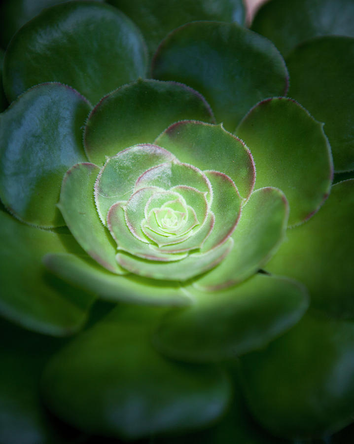Succulent With Light Hitting In The Photograph by Chris Parsons