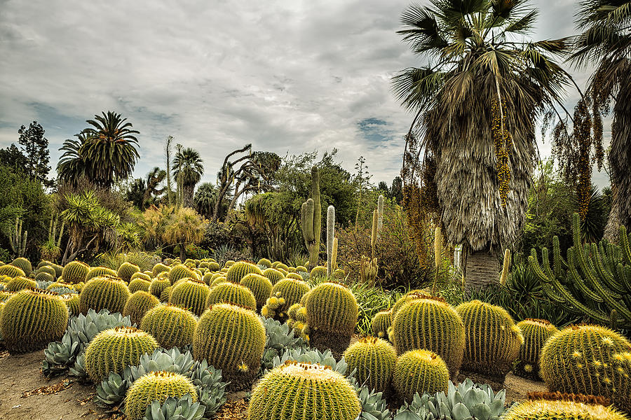 Nature Photograph - Succulents at Huntington Desert Garden No. 1 by Belinda Greb