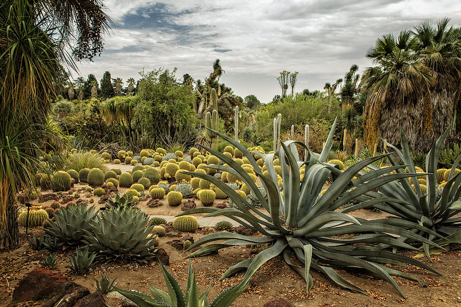 Nature Photograph - Succulents at Huntington Desert Garden No. 3 by Belinda Greb