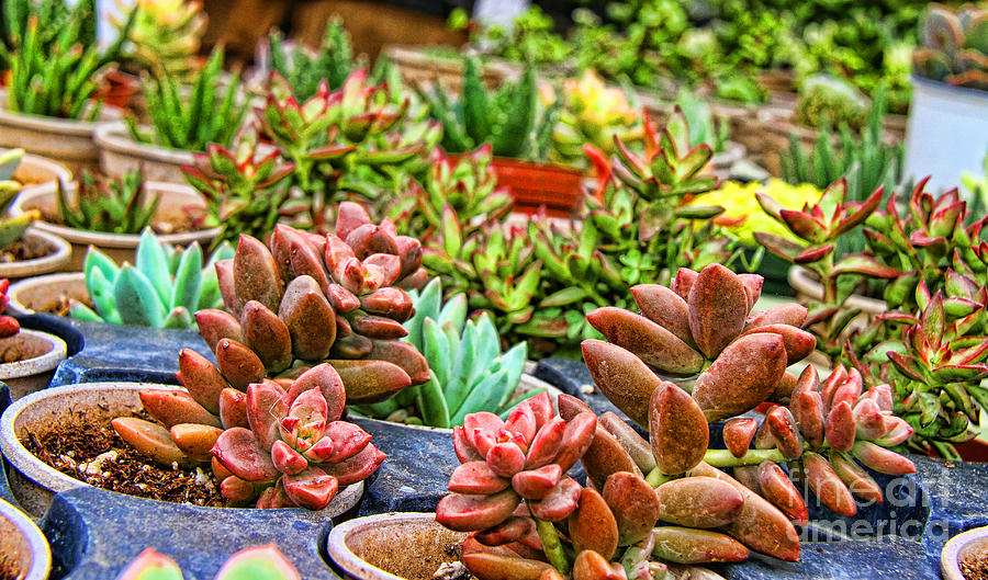 Succulents by Diana Sainz Photograph by Diana Raquel Sainz