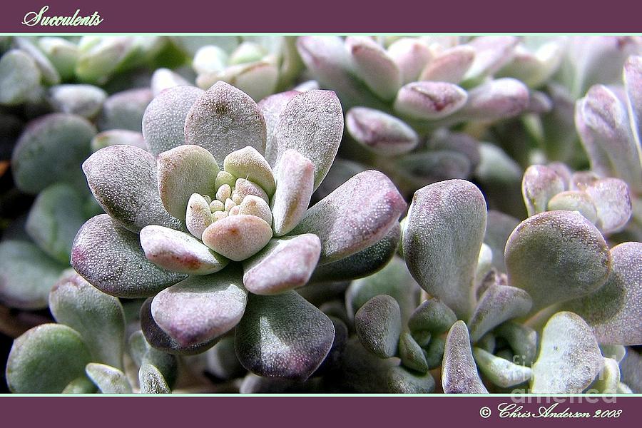 Succulents Photograph by Chris Anderson