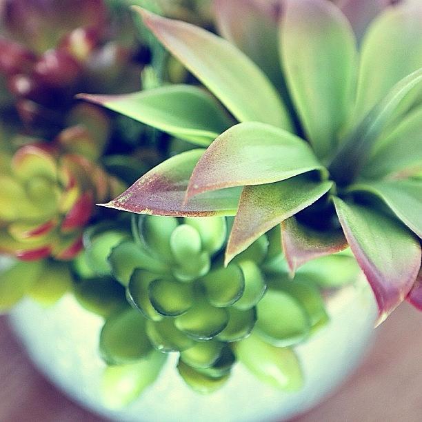 Succulents. Green. Earthy. Natural Photograph by Cristi Bastian