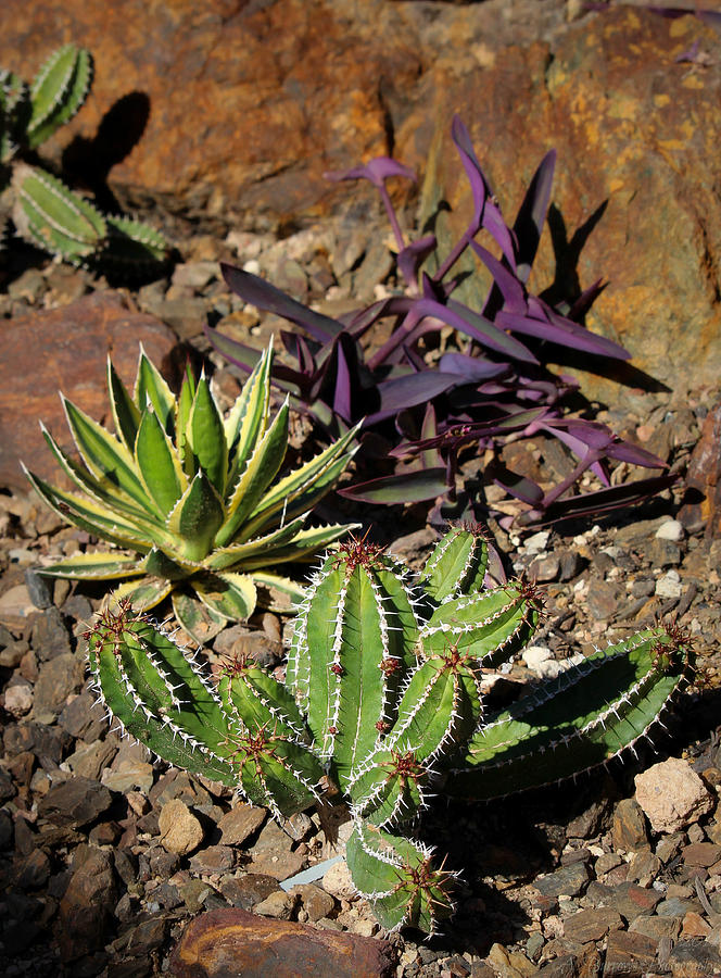 Succulents of Africa Photograph by Aaron Burrows