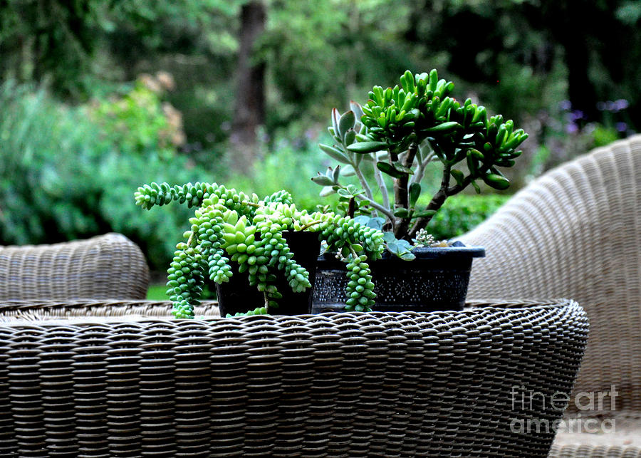 Succulents on the Wicker Table Photograph by Tatyana Searcy