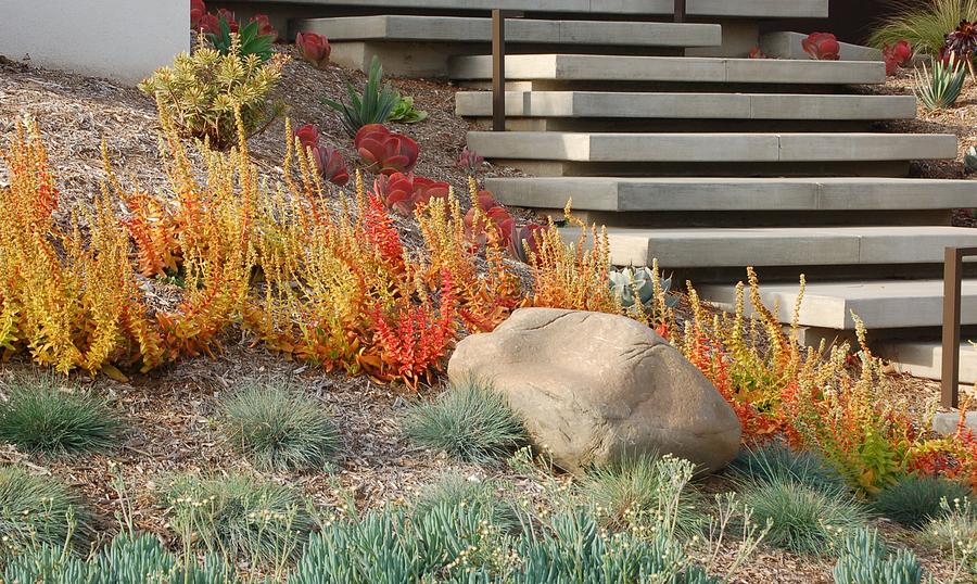 Succulents Rocks and Stairs Photograph by Linda Brody