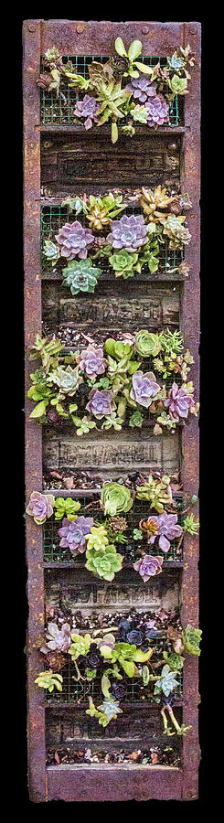 Succulents Digital Art by Photographic Art by Russel Ray Photos