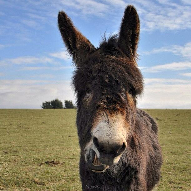 Donkey Photograph - Such A Beautiful Day Today, I Went For by Deb Maciver
