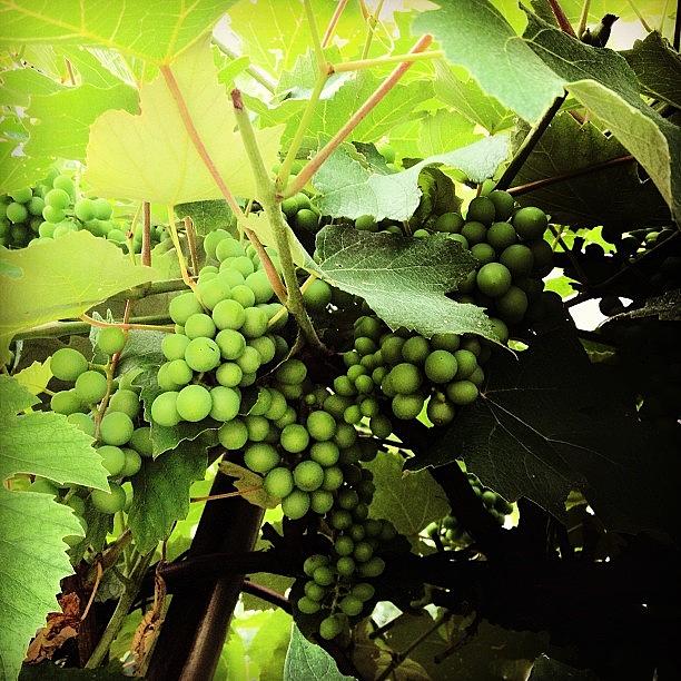 Such A Good Year For Grapes Photograph by Sjeannep Peters