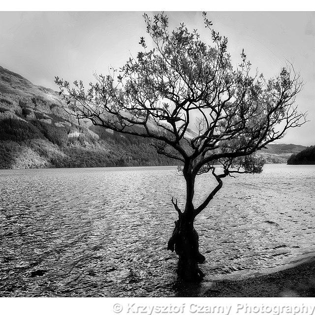 Tree Photograph - #such A #lonely #day ;) #scotland #loch by Krzysztof Czarny