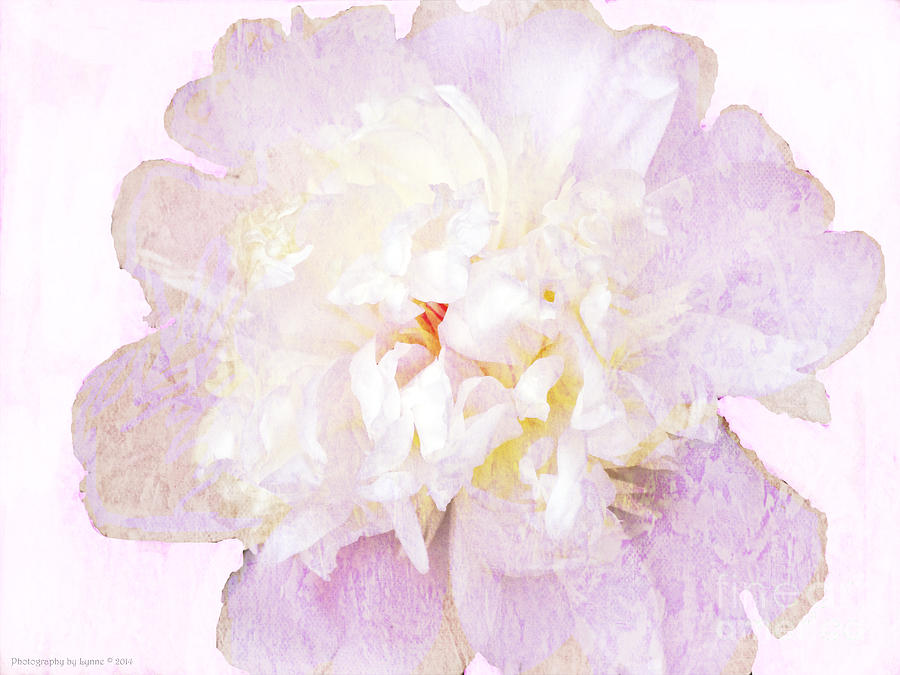 Such A Pretty Peony Photograph