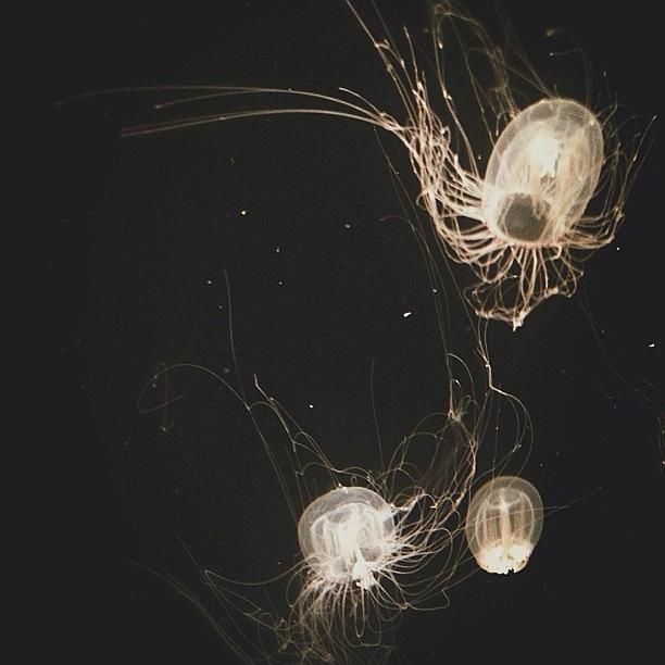 Jellyfish Photograph - Such A Surreal Experience! by Harini Renganathan