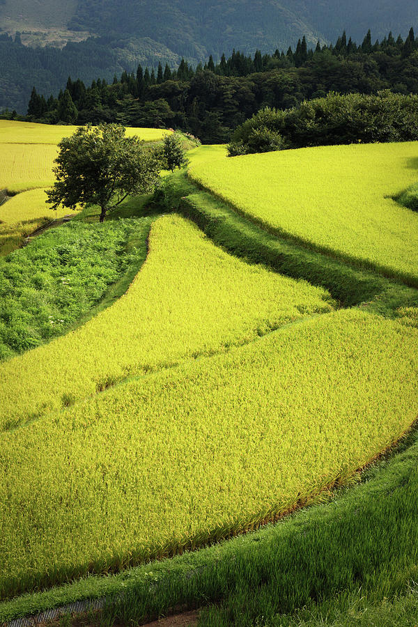 Such As Rice Fields Patchwork Photograph by Seiji Nakai