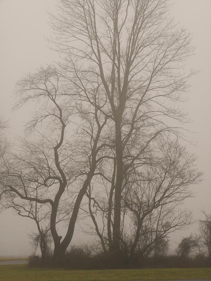 Such Fog Photograph by John Williams