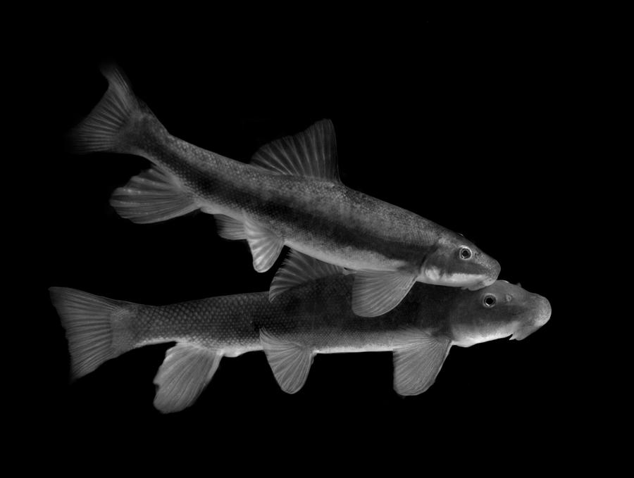 Sucker Fish Photograph by Nathan Abbott